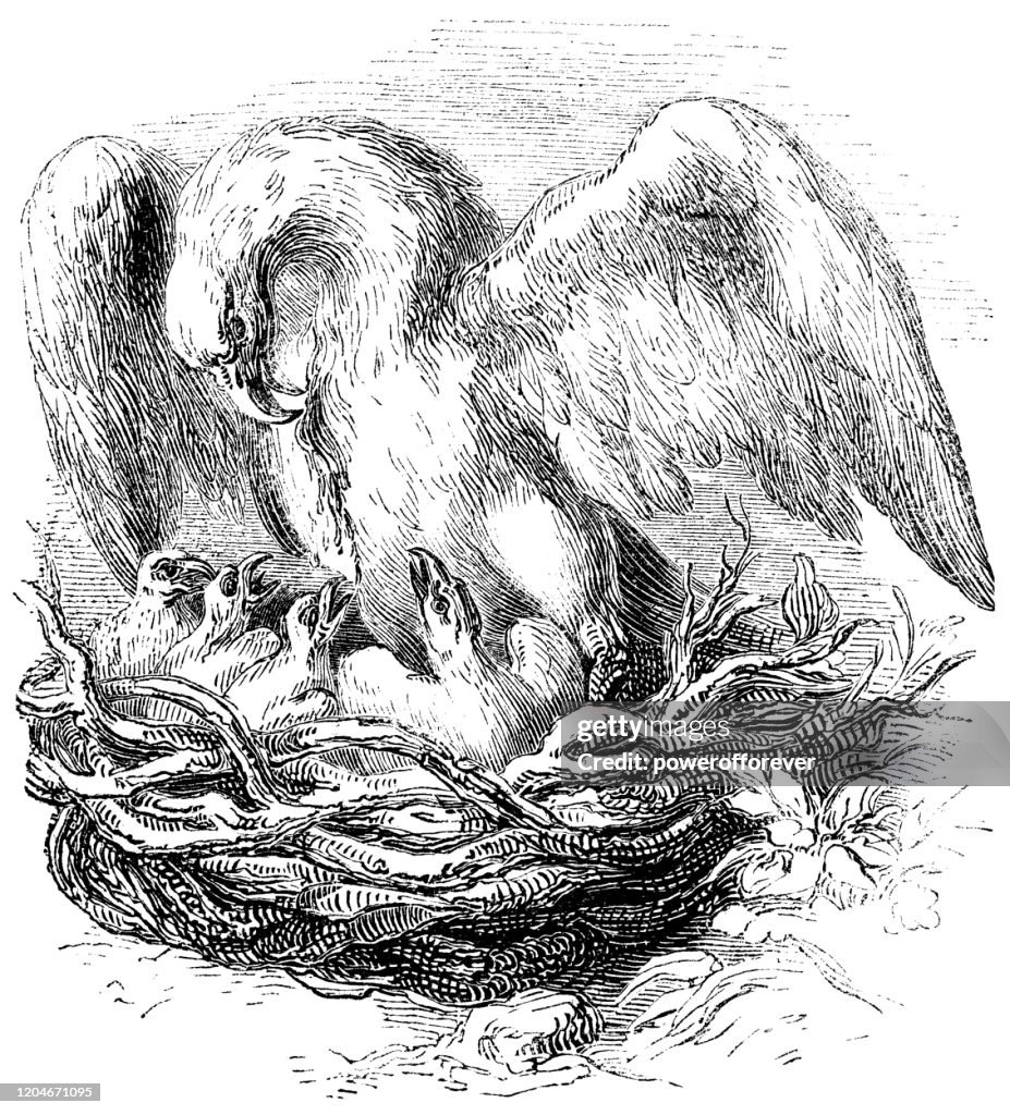 Golden Eagle Feeding Her Young Eaglets - 19th Century