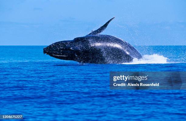 Humpback whale jumping on August 29, 2006 off Madagascar, Mozambique Channel, Indian Ocean. Despite weighing forty tons, Humpback whales can jump and...