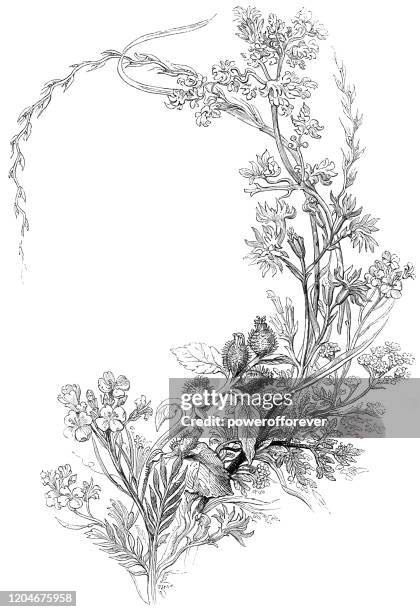 thistle floral frame - 19th century - milk thistle stock illustrations