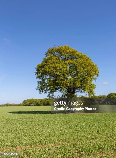 Single oak tree standing in arable field in early summer, Ramsholt, Suffolk, England, UK.