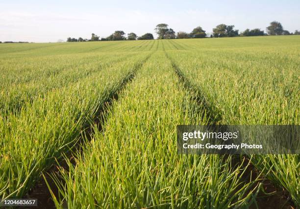 Rows of onion growing in farm field, Alderton, Suffolk, England, UK.