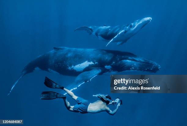 Underwater videographer filming a female humpback whale with her baby on July 12, 2004 in Rurutu Island, Austral Archipelago, French Polynesia.