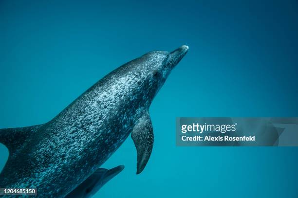 Female Atlantic spotted dolphin is swimming with her baby on April 21, 2016 off Bimini Island, Bahamas. Young Atlantic spotted dolphin can stay with...