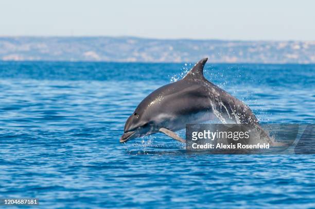 Bottlenose dolphin jumping out of water in the Calanques National Park on July 19, 2016 off Marseille, France. It has become common to observe...