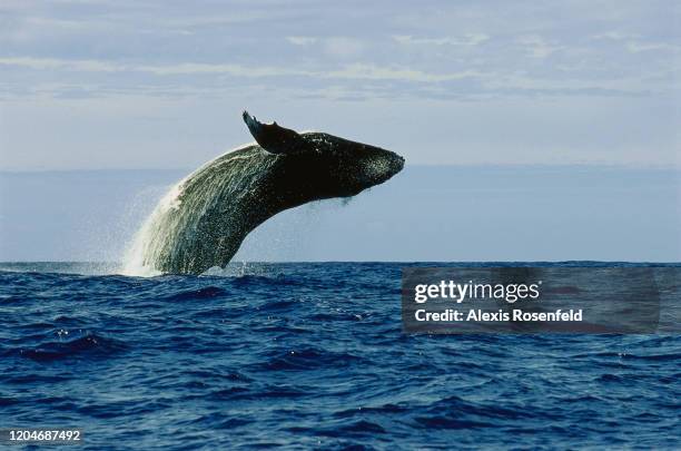 Humpback whale jumping in front of fishermen on July 12, 2004 in Rurutu Island, French Polynesia, Pacific Ocean. Despite weighing forty tons,...