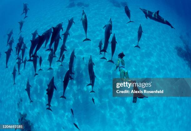 Freediver swims with a large group of spinner dolphins in Shaab Samaday on July 29, 2004 off Marsa Alam, Egypt, Red Sea. Very friendly, they can let...