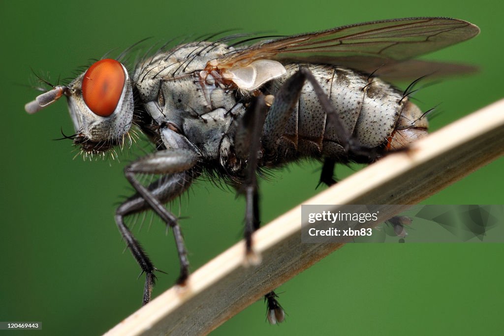 Flesh Fly - Sarcophagidae Macro Portrait