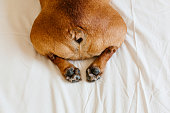 top view of funny french bulldog bum. Dog lying on bed an relaxing. Daytime and lifestyle indoors