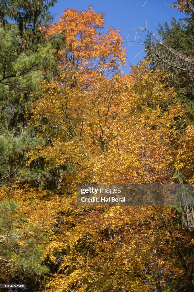 Autumn leaf colors along Bash Bish Creek