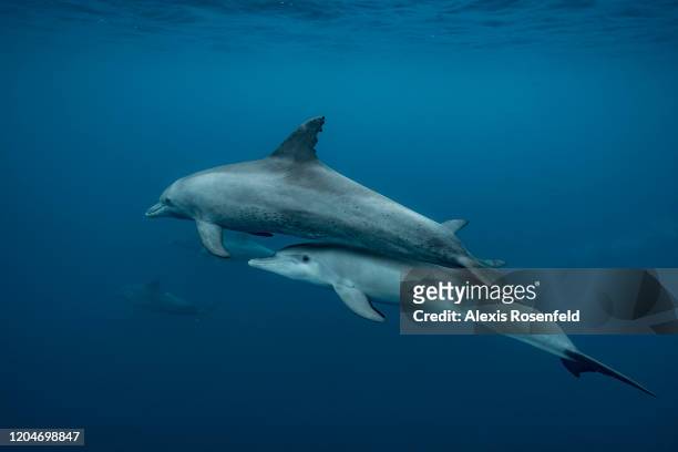 Group of Indo-Pacific bottlenose dolphins swimming in one of the largest lagoon of the world on November 24, 2017 in Mayotte, Indian Ocean.