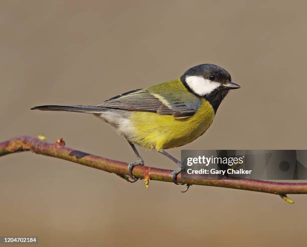 great tit [parus major] - chapim real imagens e fotografias de stock