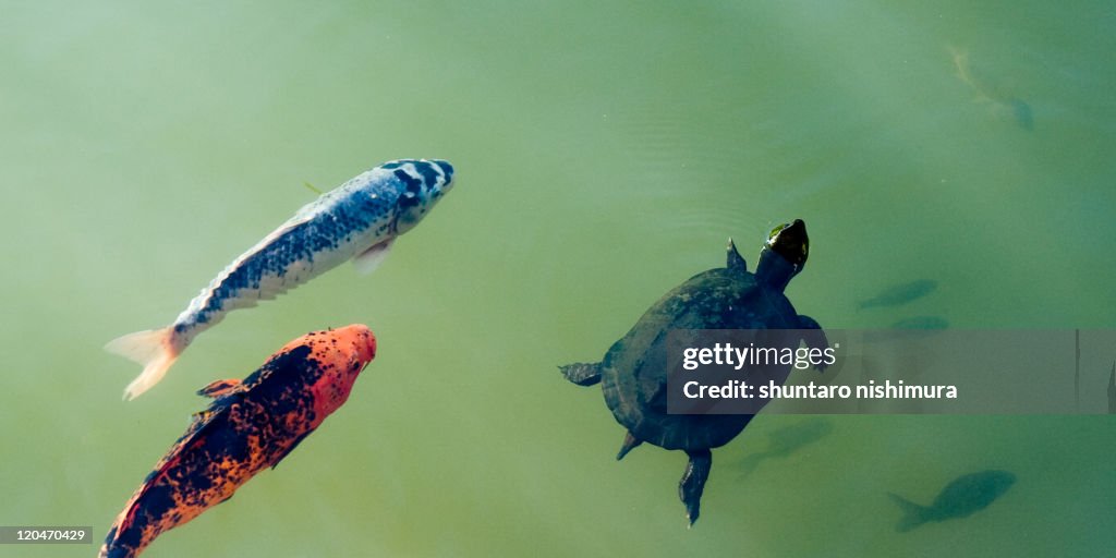 Tortoise and carp