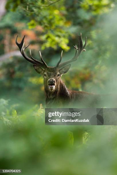 red deer - woodland animal stock pictures, royalty-free photos & images