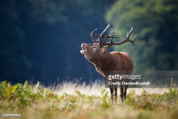 red deer old stag - mammal stock pictures, royalty-free photos & images