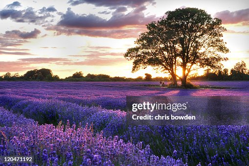 Sunset over lavender field Sunset over lavender field