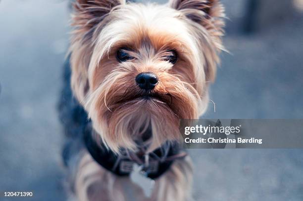 yorkshire terrier - yorkshire terrier stock pictures, royalty-free photos & images