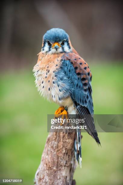 kestrel - bird of prey in flight stock pictures, royalty-free photos & images