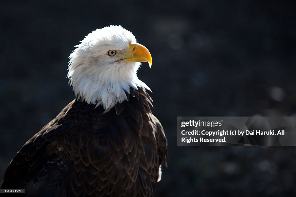 Eagle