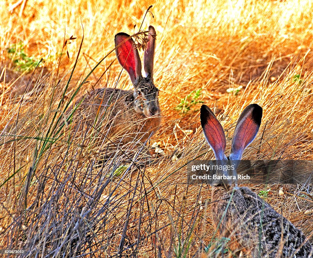 Two Jack Rabbits Two Black Tailed Jack Rabbits With Ears Up High-Res Stock Photo - Getty ...