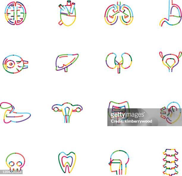 illustrations, cliparts, dessins animés et icônes de organe - digestive system