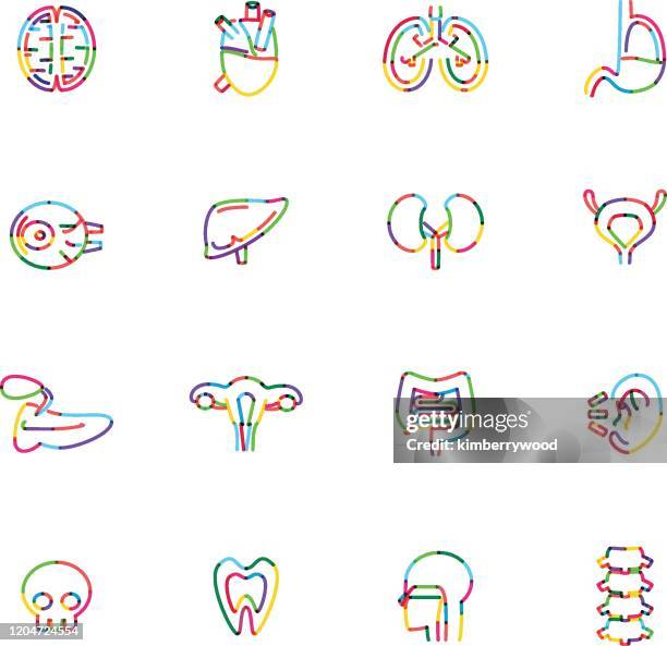organ - dog bone illustration stock illustrations