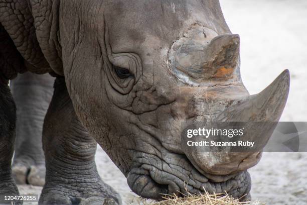 southern white rhino - sydlig vit noshörning bildbanksfoton och bilder