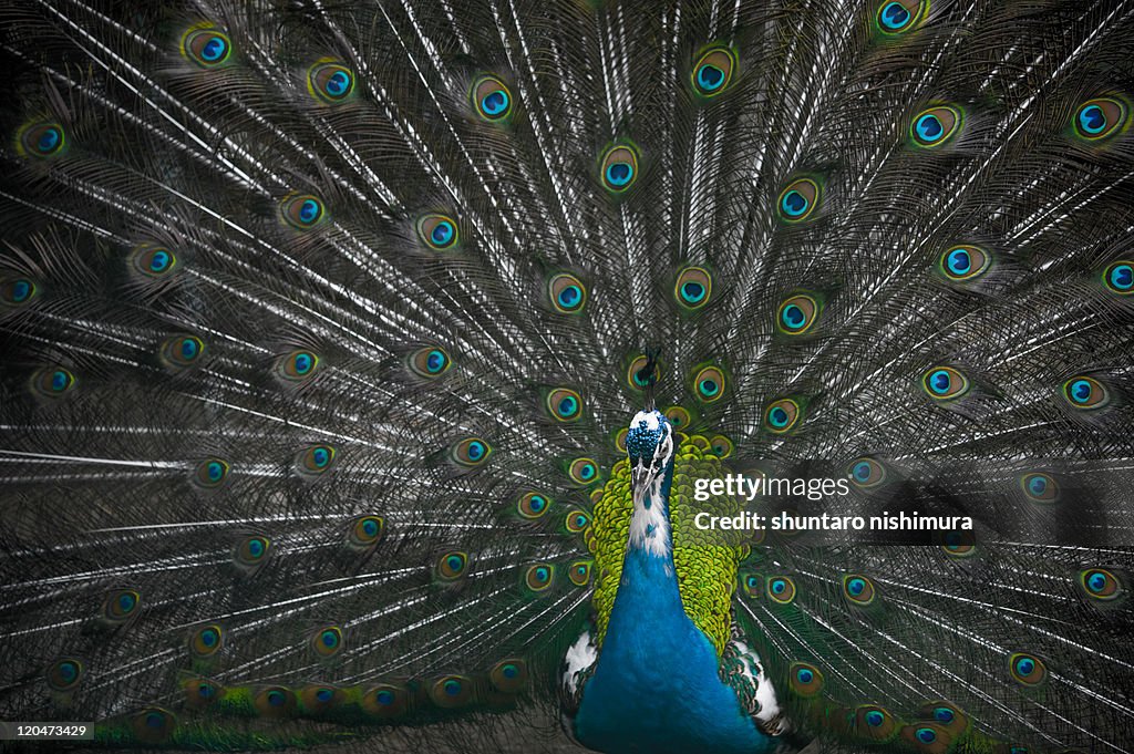 Peacock