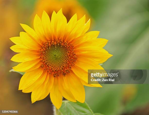 front view of a newly blossomed sunflower against defocused background - girasol común fotografías e imágenes de stock