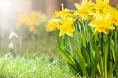 Daffodils growing in a spring garden