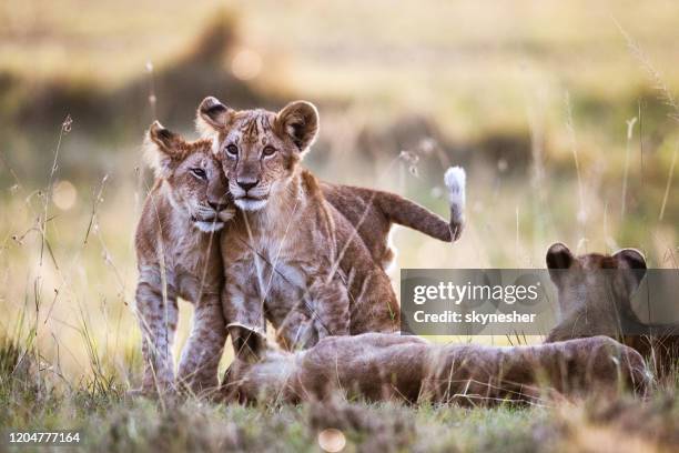 liebevolle löwenjunge in der natur. - lion cub stock-fotos und bilder