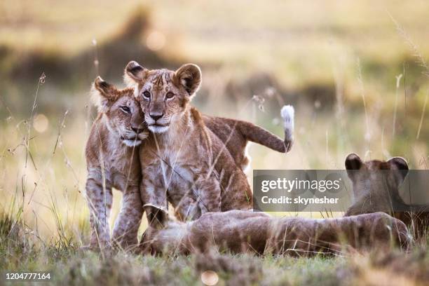 hartelijke leeuwenwelpen in aard. - animal de safari stockfoto's en -beelden