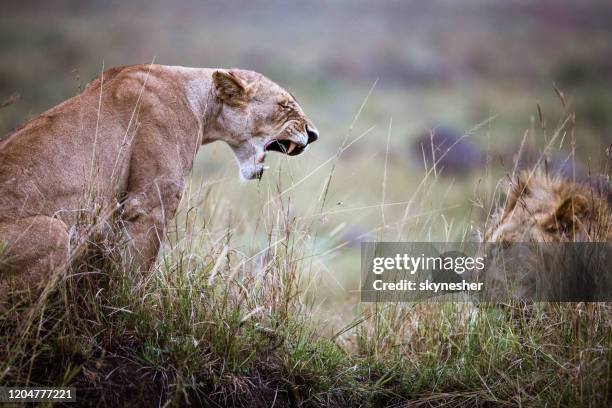 angry lioness roaring at lion. - male animal stock pictures, royalty-free photos & images