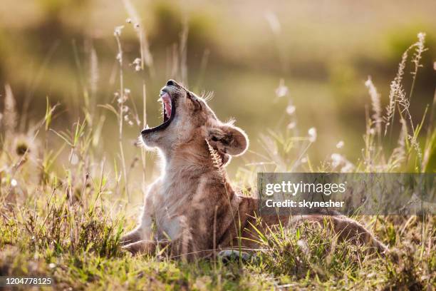 gebrul van een leeuwenwelp. - lion cub stockfoto's en -beelden