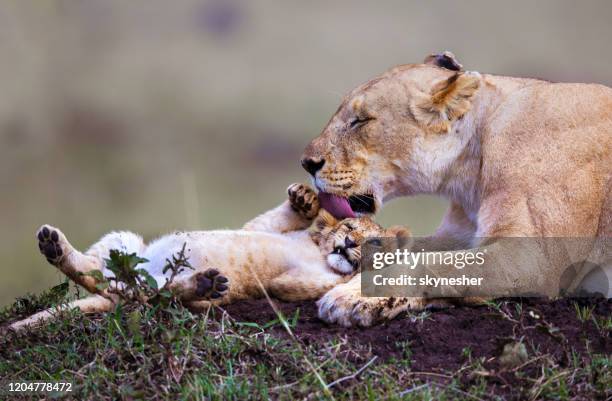 cucciolo di leone con leonessa. - lion foto e immagini stock