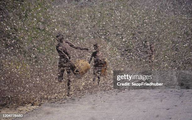 enjambre de langostas en kenia - locust fotografías e imágenes de stock