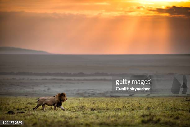 männlicher löwe zu fuß in masai mara bei sonnenuntergang. - lion africa stock-fotos und bilder