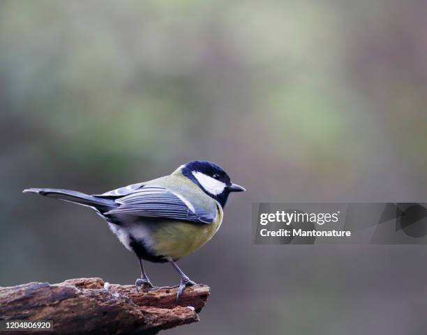 große tit (parus-dur) - kohlmeise stock-fotos und bilder