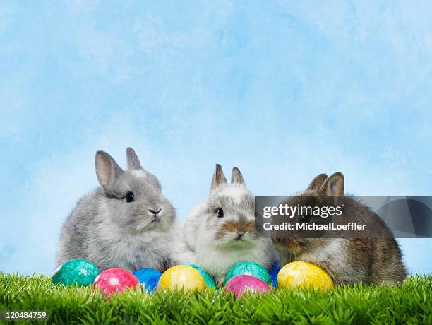 easter bunny - easter bunny stock pictures, royalty-free photos & images