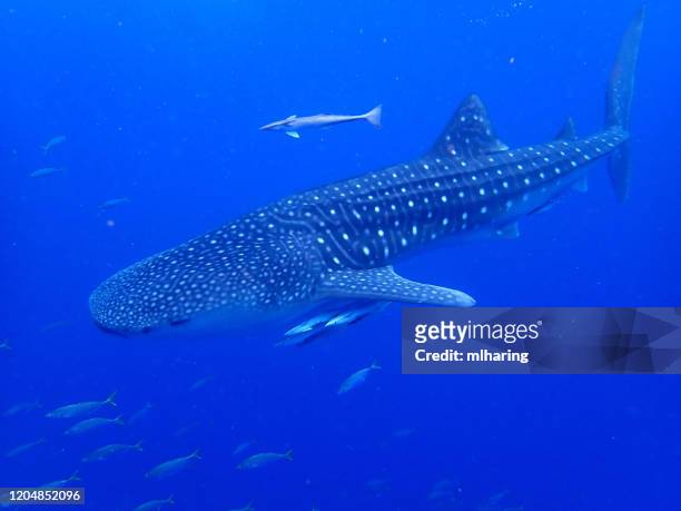whale shark - remora fish stock pictures, royalty-free photos & images