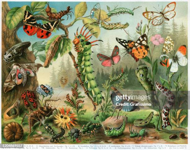 verschiedene insektenkäfer und schmetterlinge aus der ganzen welt - caterpillar stock-grafiken, -clipart, -cartoons und -symbole