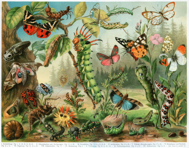 different insects bugs and butterflies from all around the world - zoo art stock illustrations