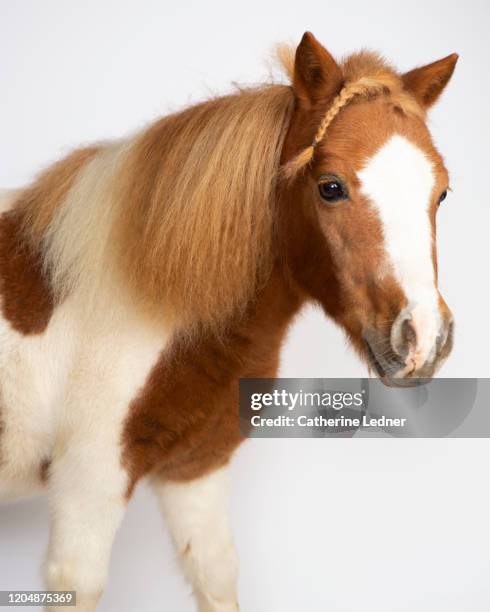 portrait of miniature horse with braid in mane. - miniature horse stock pictures, royalty-free photos & images