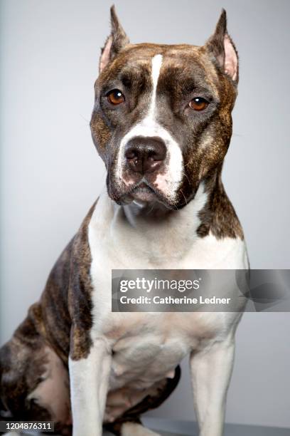 american staffordshire terrier looking at camera with serious look in studio - american staffordshire terrier stockfoto's en -beelden