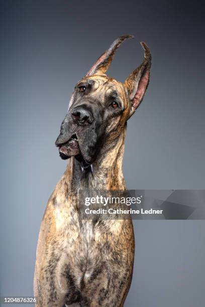 brindle colored great dane cocking her head to the side in studio - brown great dane stock pictures, royalty-free photos & images