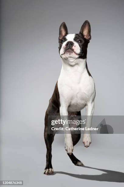 boston terrier dancing in studio - boston terrier stock pictures, royalty-free photos & images