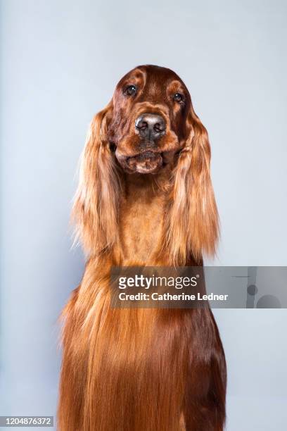 irish setter making funny facial expression with mouth and looking at camera in studio - irischer setter stock-fotos und bilder