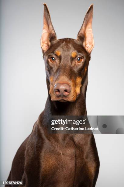 portrait of serious doberman pinscher in studio - doberman pinscher imagens e fotografias de stock