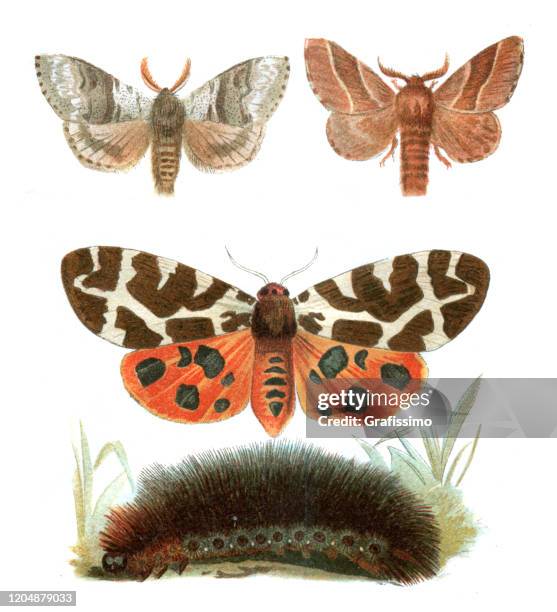 186点のヒトリガのストックフォト Getty Images 186点のヒトリガのストックフォト Getty Images