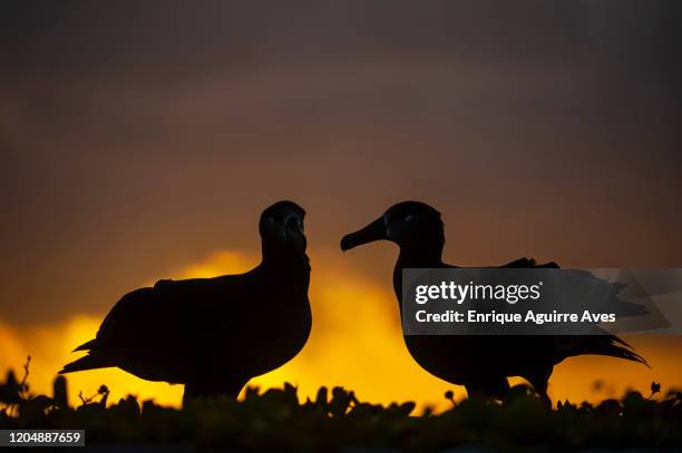 black-footed albatross (phoebastria nigripes), midway atoll, northwestern hawaiian islands - midway atoll stock pictures, royalty-free photos & images