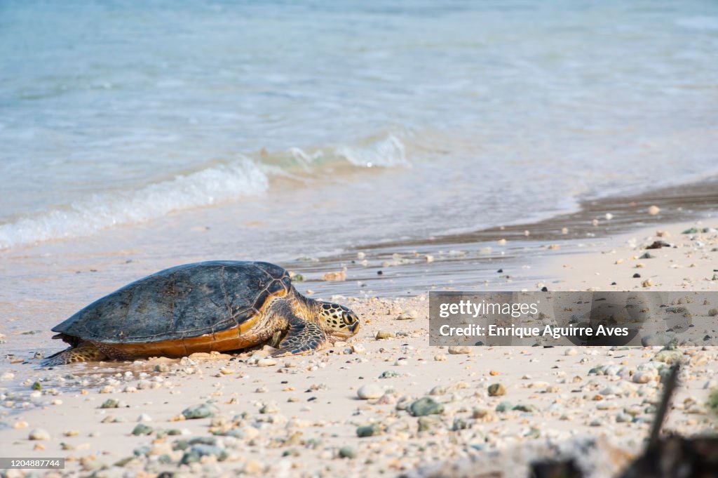 Green Sea Turtle (Chelonia mydas), "Honu", Midway Atoll, Hawaii